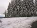 1989 Nissan 300ZX - A winter scene snow-covered pine trees and a snow bank along the side of a road.