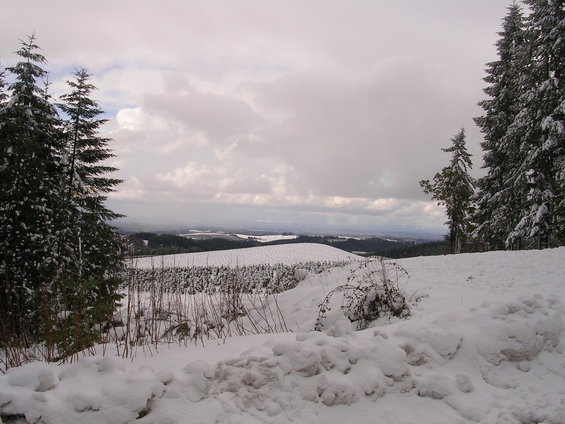Snow-covered landscape with pine trees on the right and left, rolling hills in the distance under a cloudy sky