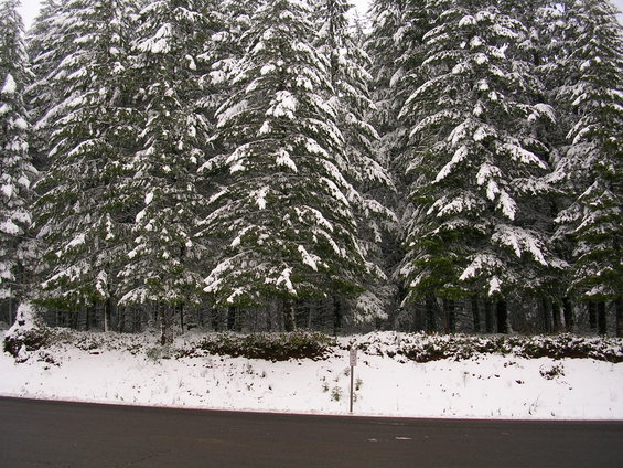 Snow covers the branches of many evergreen trees, with a road in the foreground