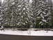 1989 Nissan 300ZX - A dense forest of snow-covered evergreen trees lines a road during winter.