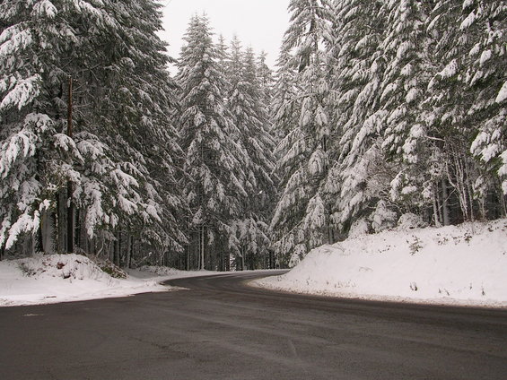 Snowy road winding through a dense pine forest