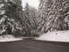 1989 Nissan 300ZX - A desolate road cuts through a snow-covered pine forest, creating a winter wonderland scene.