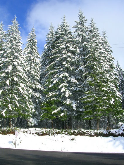 Snow-covered pine trees line a roadside with a blue sky above