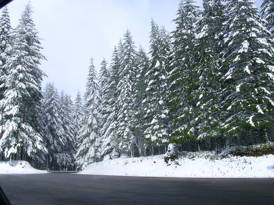 road through a forest with snow-covered pine trees