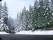 1989 Nissan 300ZX - A paved road winds through a dense forest covered in fresh snow under an overcast sky.