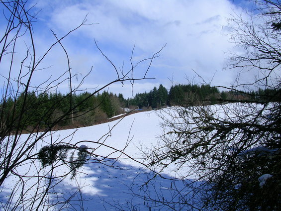 Snowy field with bare branches in the foreground and evergreen trees in the background under a cloudy sky