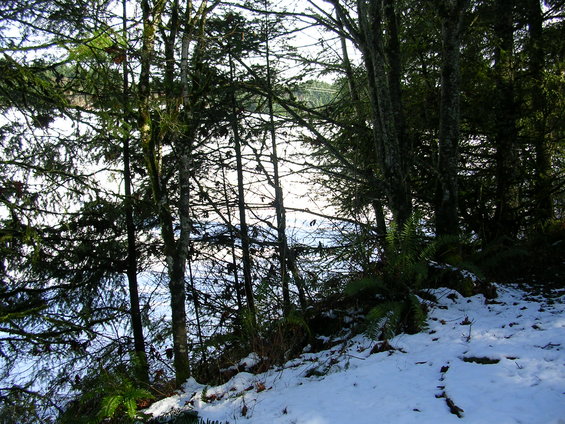 Trees and snow on a hillside overlooking a body of water