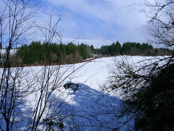 snowy field with trees and blue sky
