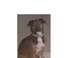 1992 Ford Bronco - A brown and white dog sits wearing a green collar.