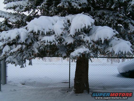 Snow-covered tree branches over a chain-link fence, with a dark vehicle partially visible on the right