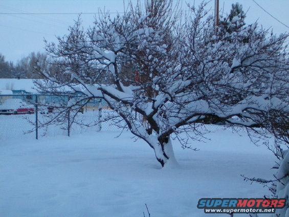 Snow covers a tree in a yard with two cars parked in the background