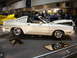 1981 Ford Mustang - Cobra's rule!