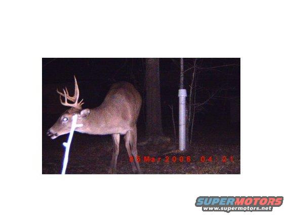 Deer with antlers stands in a dark forest with a date stamp of 05 Mar 2006