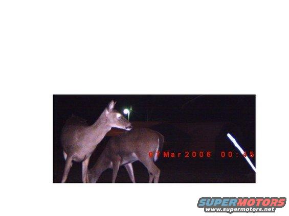 Two deer at night, with a timestamp of 07 Mar 2006 00:45