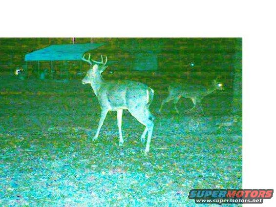 Two deer in a grassy field at night, one with antlers