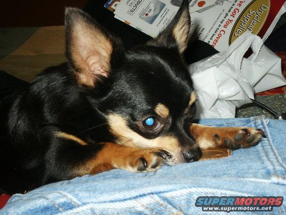 ebay-047.jpg My Faithful Sidekick and Daddy's Girl!