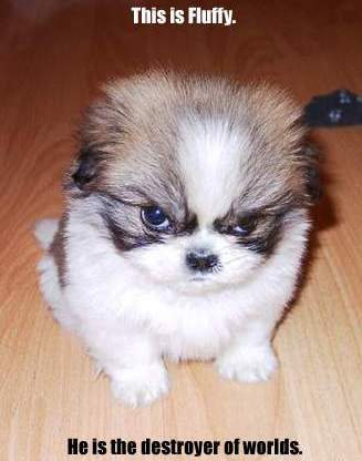 fluffy.jpg Fluffy, the destroyer.