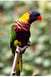 1977 Ford F-150 - A colorful rainbow lorikeet parrot is perched on a tree branch in a natural setting.