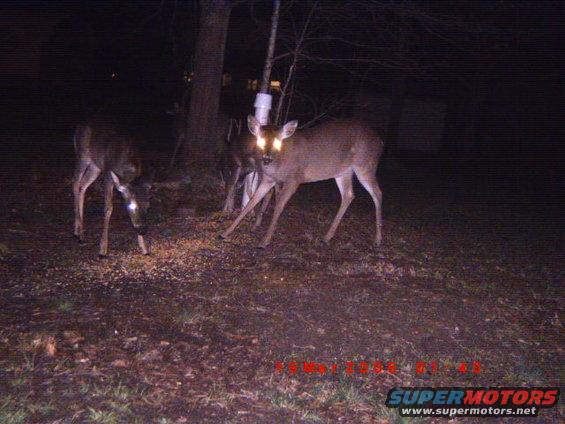 Two deer at night, one with glowing eyes, near a tree