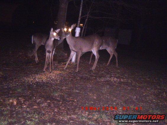 Several deer in a wooded area at night, with a date stamp