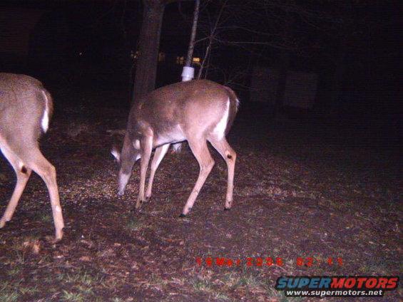 Deer eating on the ground at night