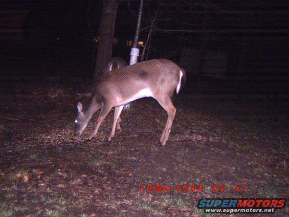 Deer eating on the ground at night
