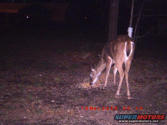Deer eating feed on the ground at night
