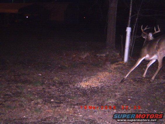 Deer with antlers in a wooded area at night, with a white pipe and scattered feed