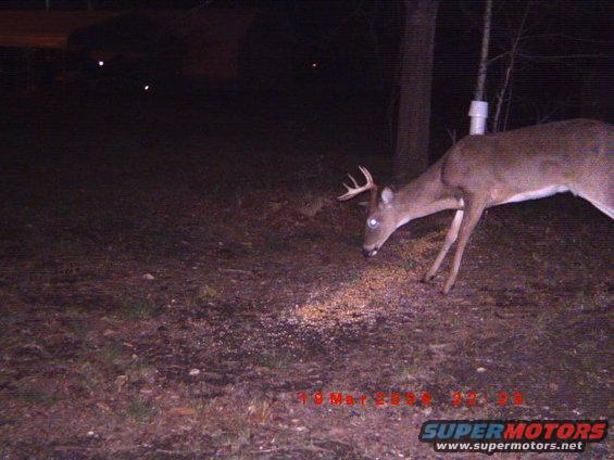 Buck deer with antlers eating feed on the ground at night