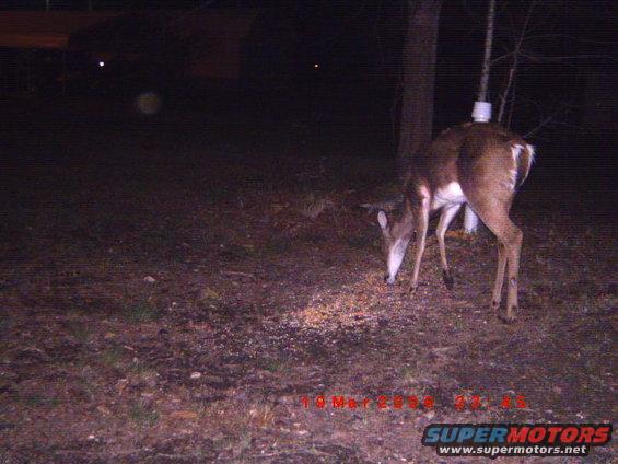 Deer eating feed at night