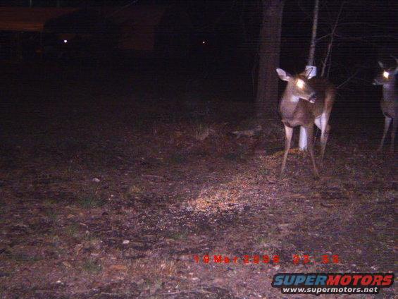 Two deer are visible in a wooded area at night, with a date stamp and website logo at the bottom