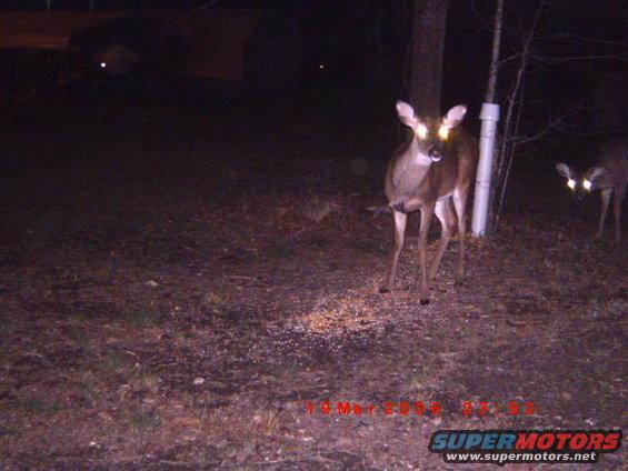 deer in a field at night, one looking at camera
