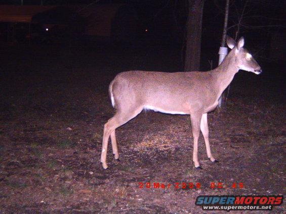 Deer standing in a field at night, with a date stamp