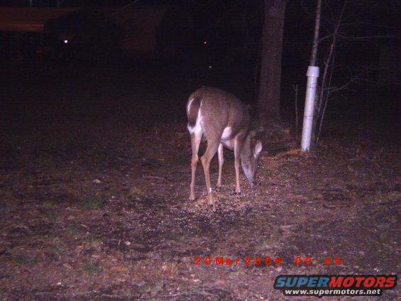 Deer eating from a pile of feed on the ground at night