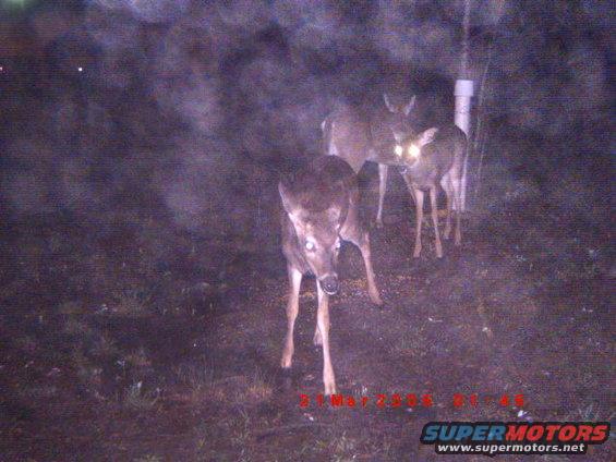 Three deer in a dark, grassy area at night