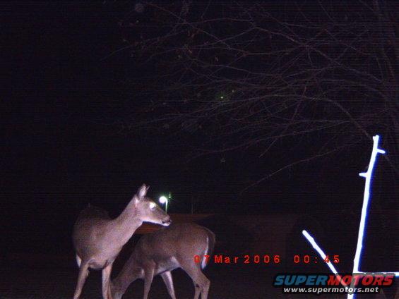 Two deer in a dark field at night with a date stamp