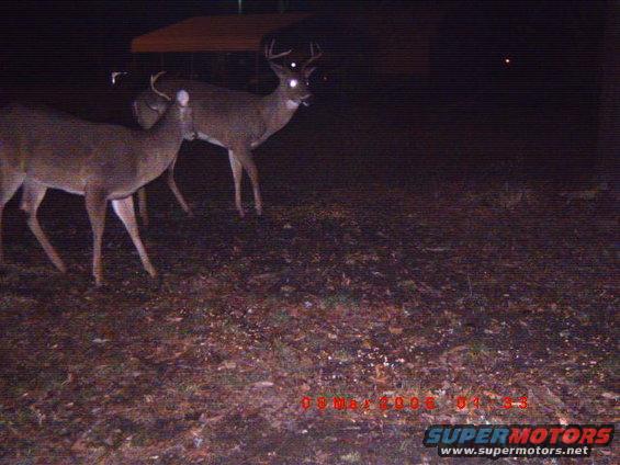 Two deer in a wooded area at night, with a timestamp '08 Mar 2006'