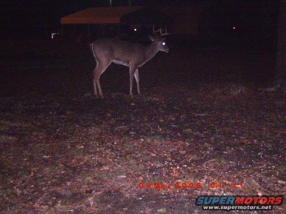 deer with antlers standing in a field at night