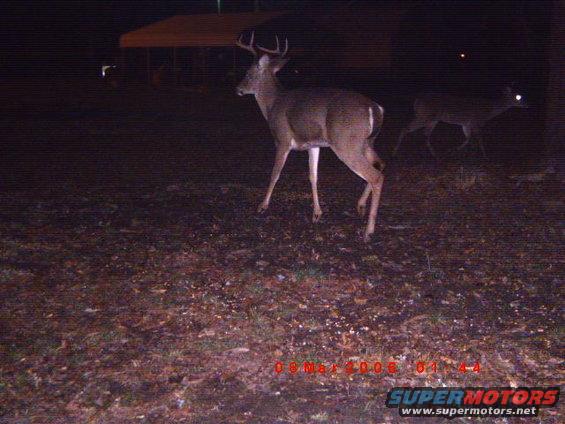 Deer in a wooded area at night, with another deer in the background