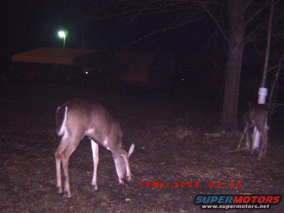 Deer grazing at night with timestamp 13 Mar 2006