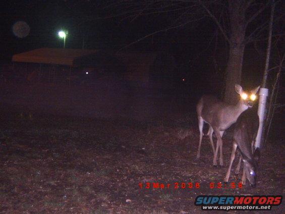 Two deer with glowing eyes stand in a dark, wooded area at night. A date stamp reads 13 Mar 2008