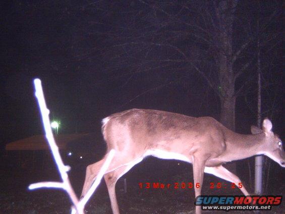 deer walking at night, date stamp 13 Mar 2006