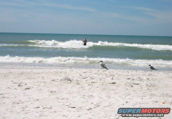 Seagulls on a sandy beach with ocean waves and a person in the water