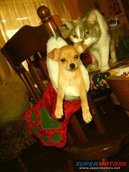 puppy and Tandy
