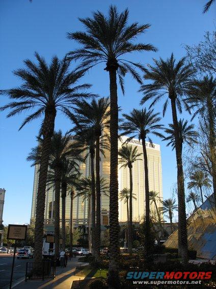 vegas83.jpg Mandalay Bay & some palm trees