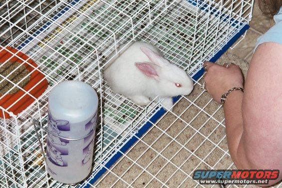 White rabbit in a wire cage with a water bottle, viewed from above