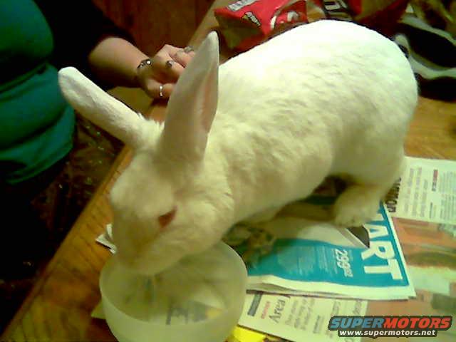 White rabbit drinking from a clear bowl on top of newspapers