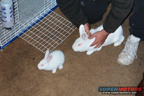 two white rabbits, one being held, near a cage with a water bottle