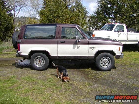 Two-tone Ford Bronco II parked next to a white pickup truck. Dog sniffing the ground