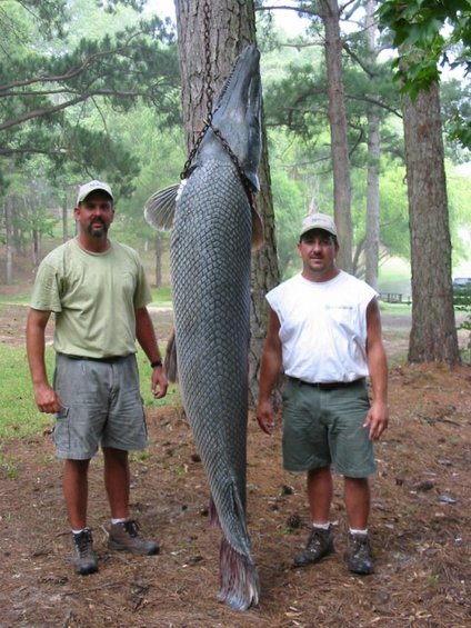 Oklahoma Gar